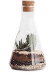 Suck UK | Terrarium Kit | Grow Your Own Terrarium Plants | Indoor Plant Kit | Terrarium Jar, Terrarium Soil & Activated Charcoal | Plant Gifts & Gardening Gifts For Men | Terrarium Tools Gardening Kit