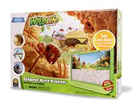 Ant Farm For Kids