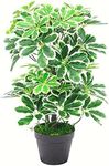 Leaf Artificial Arboricola Evergreen Plant, Dark Green, 55cm