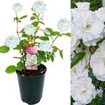 Silver Wedding Rose Bush - 25th Wedding Anniversary Plant - Give a Living Gift (1 Plant)