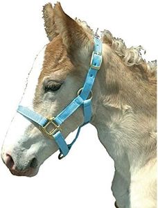 Intrepid International Nylon Foal Halter - Light Blue
