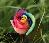 GOOD HOMES INDIA Rainbow Rose Plant | Indoor & Outdoor Plant