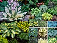 50+ Seeds Hosta 'Touch of Class' Blue/Yellow/Green Mixed Flower Seeds Easy to Grow, Exotic Flower Seeds/Grow In All Seasons in All India