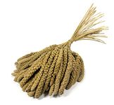 Britten & James Premium Quality Large 10 inch Millet Sprays for Birds. Approx. 1kg. Treat your birds to a healthy, stimulating, natural, low fat treat