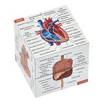 Human Anatomy Study Cube | Study 9 Parts of The Human Body | Perfect Anatomy Revision Guide | Addictive Anatomy Model Cube | Great Gift For Nurse, Dentist, Medical Students