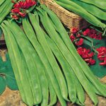 Suttons - Runner Bean Seeds - Best Of All