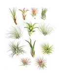 Shop Succulents Live Air Plant Variety Pack | Tillandsia Terrarium Kit with Amber Spray Bottle, 12 Green