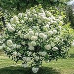 Viburnum Snowball Tree Potted Hardy Garden Shrub with Large White Blooms and is Easy to Grow, 1 x Viburnum Opulus ‘Roseum’ Plant in 3.6L Pot by Thompson and Morgan