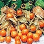 Cape Gooseberry - Giant - Physalis Peruviana - 100 Seeds