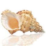 Large Natural Sea Shells, Murex Ramosus shells, Huge Ocean Conch 18-20 cm Jumbo Seashells Perfect for Wedding Decor Beach Theme Party, Home Decorations,DIY Crafts, Fish Tank and Shell Collectors (5)