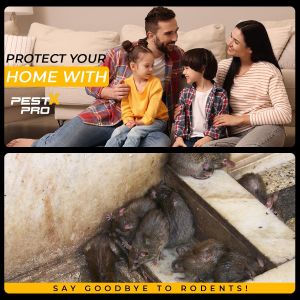 Pest X Pro Rat Traps 4-Pack – Heavy Duty Rodent Control