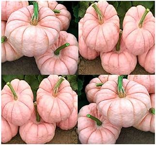 Big Pack - (30) Porcelain Doll F1 Pink Pumpkin Seeds - Rare Exotic for Fund Raising - Non-GMO Seeds by MySeeds.Co (Big Pack - Porcelain Pink Pumpkin)