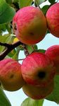 Fresh Fuji Apples