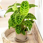 Evergreen Calathea Zebrina | Indoor Zebra Plant | 30-40cm with Pot