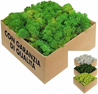 Muschio st