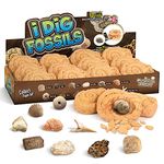 Byncceh Kid's Fossil Digging - Educational STEM Fossils Toys for Kids Ages 6+ - Dig Up 12 Real Fossils & Dinosaur Bones Rocks - Fossil Toy Digging - Paleontology, Discovery Gifts for Boys & Girls