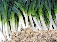 250 Carantan Leek Seeds | Non-GMO | Heirloom | Instant Latch Garden Seeds | Fresh Garden Seeds