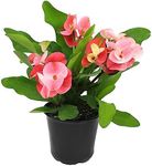 Euphorbia Crown of Thorns Plant Dec