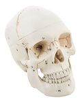 Labzio Life-Size Human Skull Model – Anatomical PVC Skull with 54 Numbered Features, 3-Part Medical-Grade Model, Removable Calvarium & Articulating Jaw