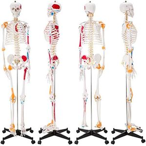 Ultrassist Human Skeleton Model, Life Size Anatomical Skeleton Replica with Spinal Nerves, Muscle Insertion and Origin Points for Human Skeleton Anatomy Study, with Joint Ligaments
