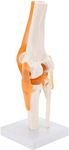 RH Enterprises- Human Knee Joint Model with Ligaments II Best Teaching Tool for Patient Education & Anatomy Study