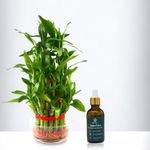 Amulya FARMS & NURSERY Bamboo 3 Layer Feng Shui Plant with 50ML Organic Fertiliser in Glass Bottle | Indoor Plants for Living Room & Home Décor | Good Luck Planting for Gifting | Healthy Live Plant