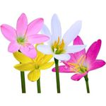 Andhagnai Greens Rain Lily/Zephyranthes Flower Bulbs For Rainy Season Best For Your Monsoon Gardening Set Of 10 Bulbs (Multicolour)