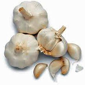 Garlic Bul