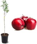 American Plant Exchange Live Red Delicious Apple Tree with Fruits, Fruit-Bearing Plant Pot for Harvest and Home and Garden Decor, 2-3' Tall, 1-Gallon Pot