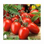 Caribou Seed Company: Roma Tomato *50 Heirloom Seeds* Fresh Organic Seed - Extremely Large Fruit