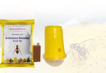 Bactocera Dorsalis Fruit Fly Pheromone Trap with Lure for Mango, Papaya, Sapota, Guava, Pomegranate, Sweet Fruit Pack of 10