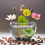 100% Japanese Lotus Mix Flower Seeds, All Mix Color Growing Lotus Kamal Gatta Seed,Home Gardening, Live Water plant for Pond, Water Lily seed Japanese Rainbow Lotus Flower Seeds (Pack Of 30 Seeds)