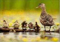 doodlecards British Birds and Wildlife Duck and Ducklings on log Birthday Card Medium Size with Plain Envelope