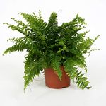 Nephrolepis exaltata Bostoniensis - Boston Fern Plant in a 12cm-Pot