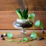 myBageecha - The Money Goblet Glass Terrarium Live Plants Air Purifier DIY Planter Home Decor Succulents