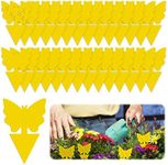 48 Pack Fruit Fly Traps, Double-sid