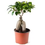 Amulya Farms & Nature Bonsai Live Plant with Pot | 7 Years Old Bonsai Tree | Good Luck Planting | Indoor Plants for Living Room | Feng Shui for Home Decoration, Office, Kitchen, Balcony Decor