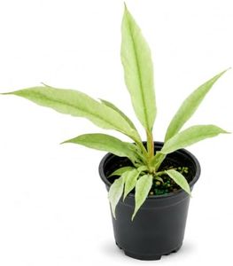 Philodendron Ring of Fire Mint Live Plant, 4 Inch Rare Variegated