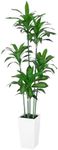 VIVATREES Dracaena Trees Artificial Indoor, 6FT Tall Faux Tree with White Tall Planter, Artificial Plants with Natural Wood Trunk and Lifelike Leaves for Home Office Decor