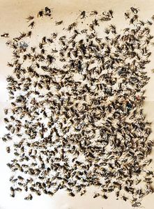 Fly Glue Trap Sticker Paper/Sticky Traps Sticky Fly Board Trap for Home, Office, Hosptial, Bakery, Fish Chiken Stall etc (Pack of 20 No)