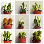 Succulent Plants Live Indoor Plants - Low Maintenance, Unique Live Plants Real Live Succulents Indoor Plant Decor ，Perfect Size DIY Room Decor Succulent Plant Suit (3pcs)