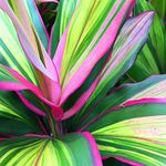 Potted Plants Around Pool