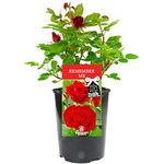 Remember Me Rose - Say Goodbye to Someone Special with a Unique Living Plant Gift