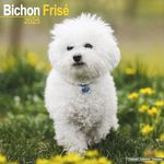 Bichon Frise Calendar 2025 | Square Dog Breed Wall Calendar - 16 Month