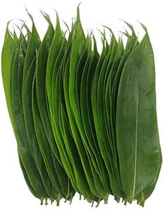 100 feuilles fraîches emballées sous vide, feuilles de bambou sauvage naturel, sushis, cuisine barbecue, décoration zongzi - Taille M