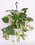 Epipremnum aureum Marble Queen in a
