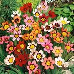 15 x Sparaxis Tricolour Mixed – Harlequin Flowers – Summer Flowering Bulbs – Perennials – for Your Beautiful Garden