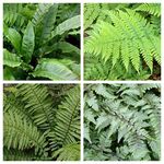 4 x Fern Plant Mix - Ready to Plant Outdoor Ferns 25-35cm in Height - Outdoor Fern Plants