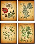 Medicinal Drugs Botanical Wall Art 