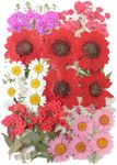 10 Types 50PCS Real Dried Pressed Flowers,Natural Dried Flowers for DIY Art Craft ,Aromatherapy, Soap, Candle Making, Photo Frames, Necklaces, Manicure, Earrings & Other Decor